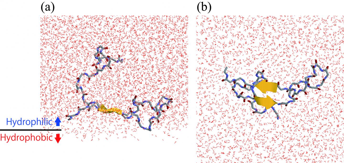 Aβ Peptide at Interface