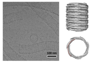 Odin microtubules