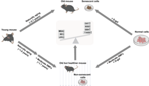 New Study Reveals Biosafety Effects of Moderate and High Static Magnetic Fields