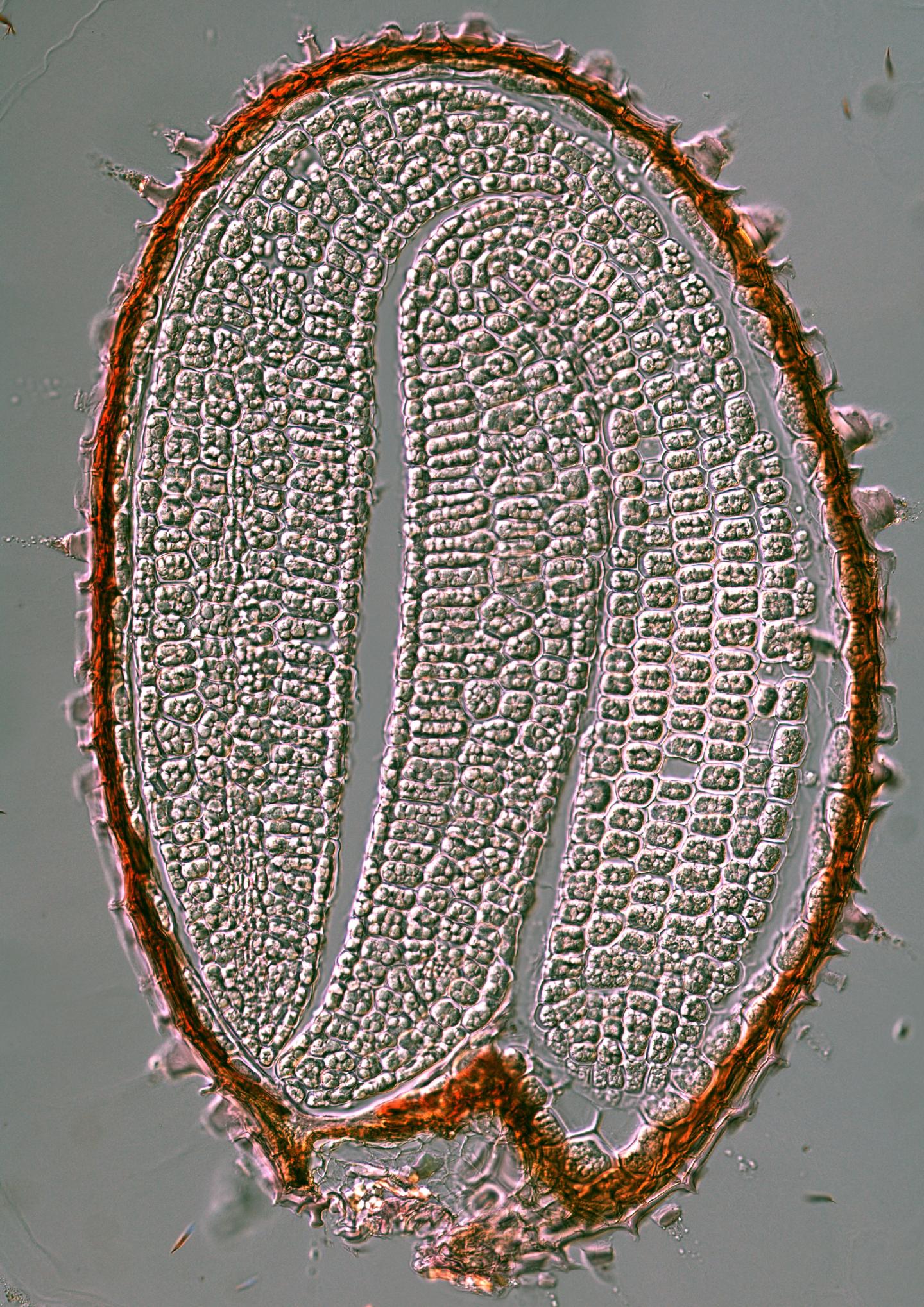Arabidopsis Seed