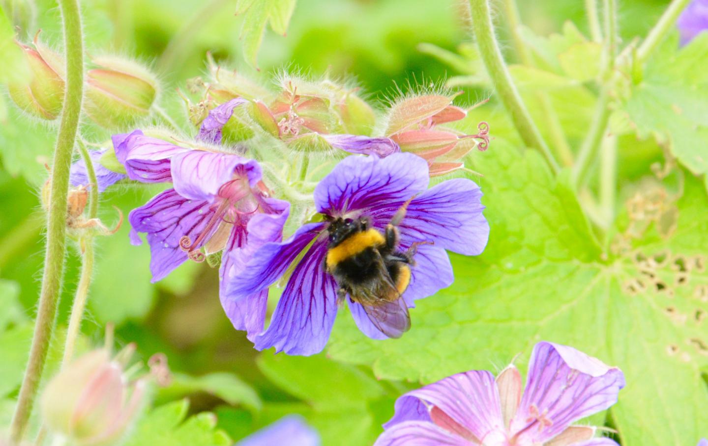 Climate Change: Compressing the Bumblebee Home Range (7 of 18)