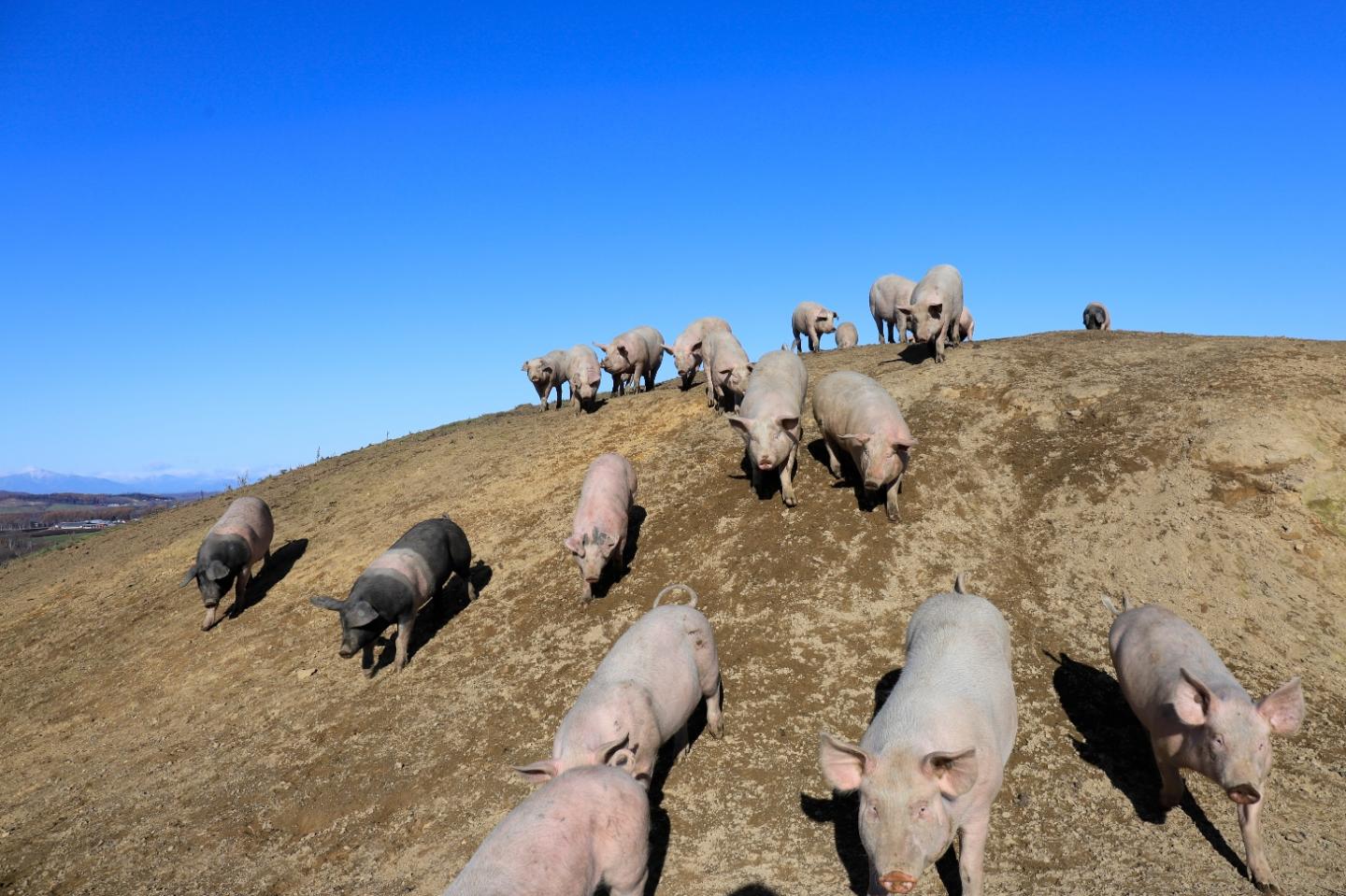 Pig farming in northern Japan