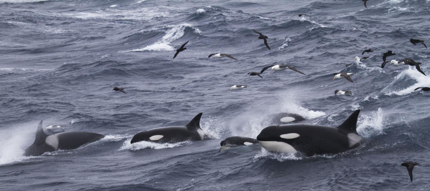 Group of Killer Whales