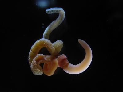 Adult Acorn Worm