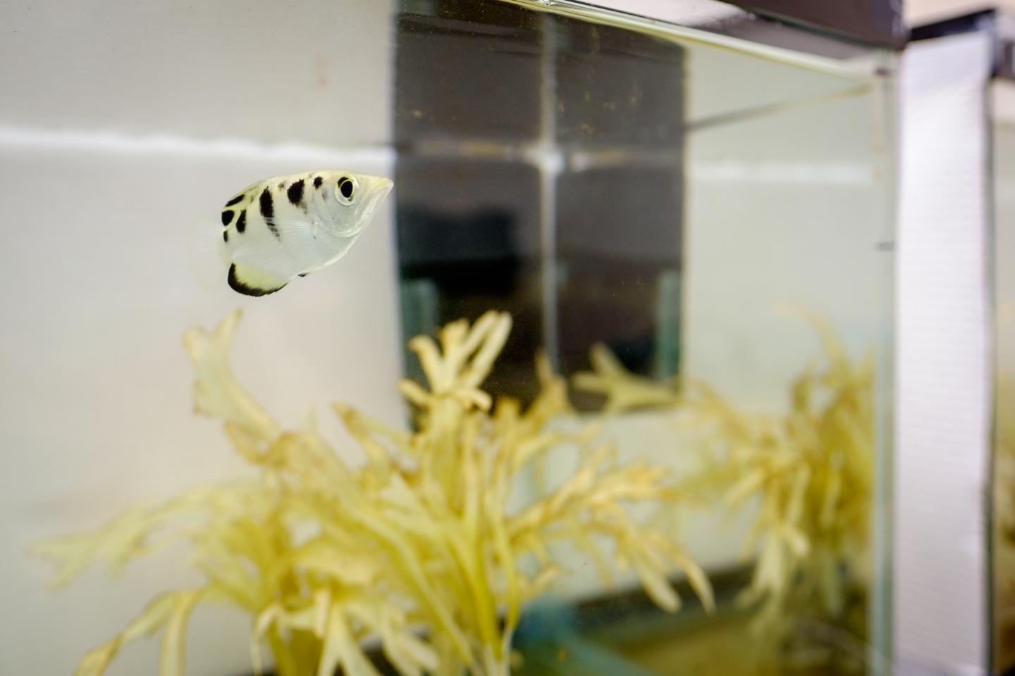 Archerfish
