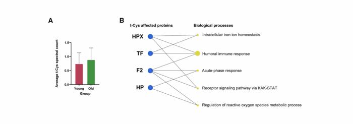 Trioxidized cysteine and aging: a molecular binomial that extends far beyond classical proteinopathic paradigms