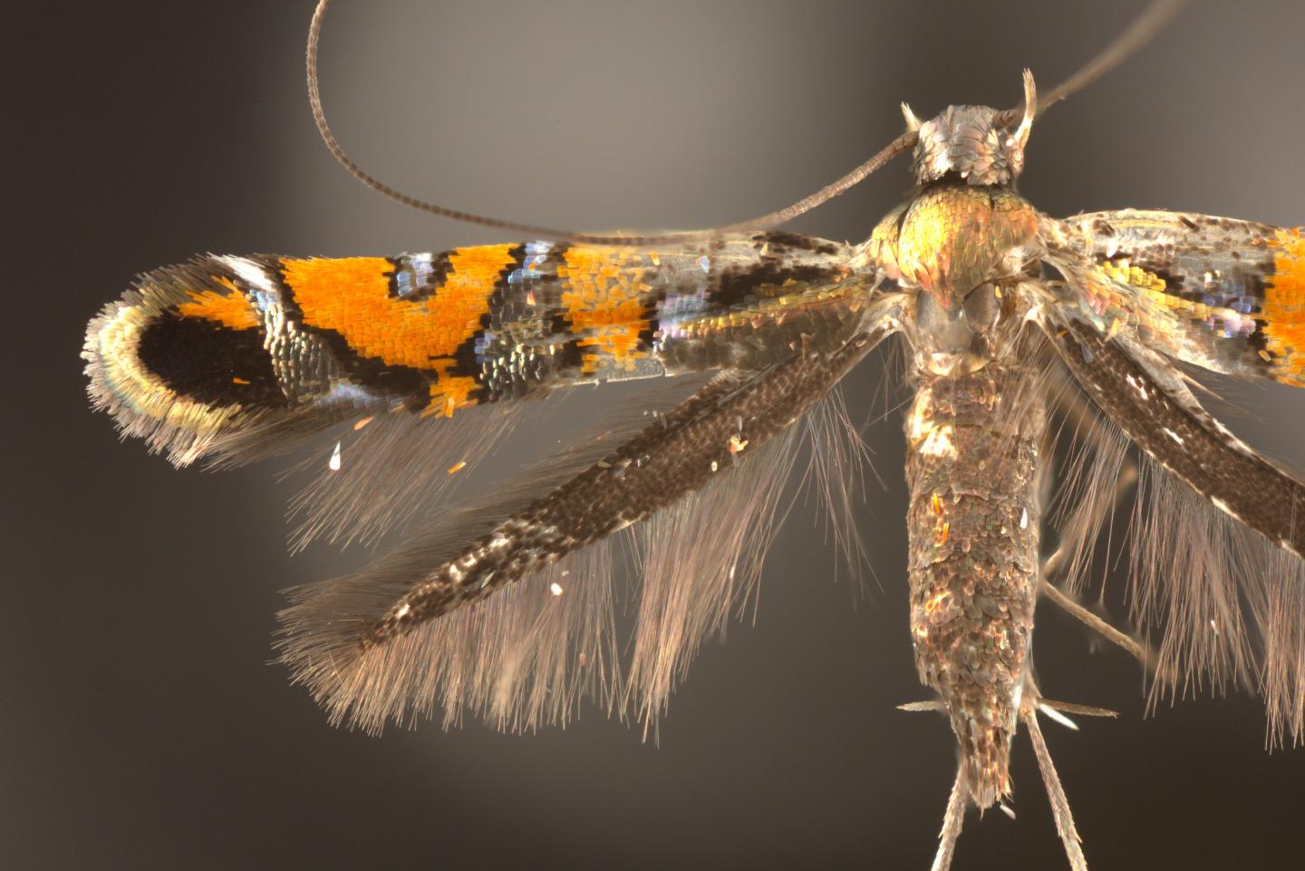 Hawaiian Moths Feature Metallic Scales and Wing Bristles