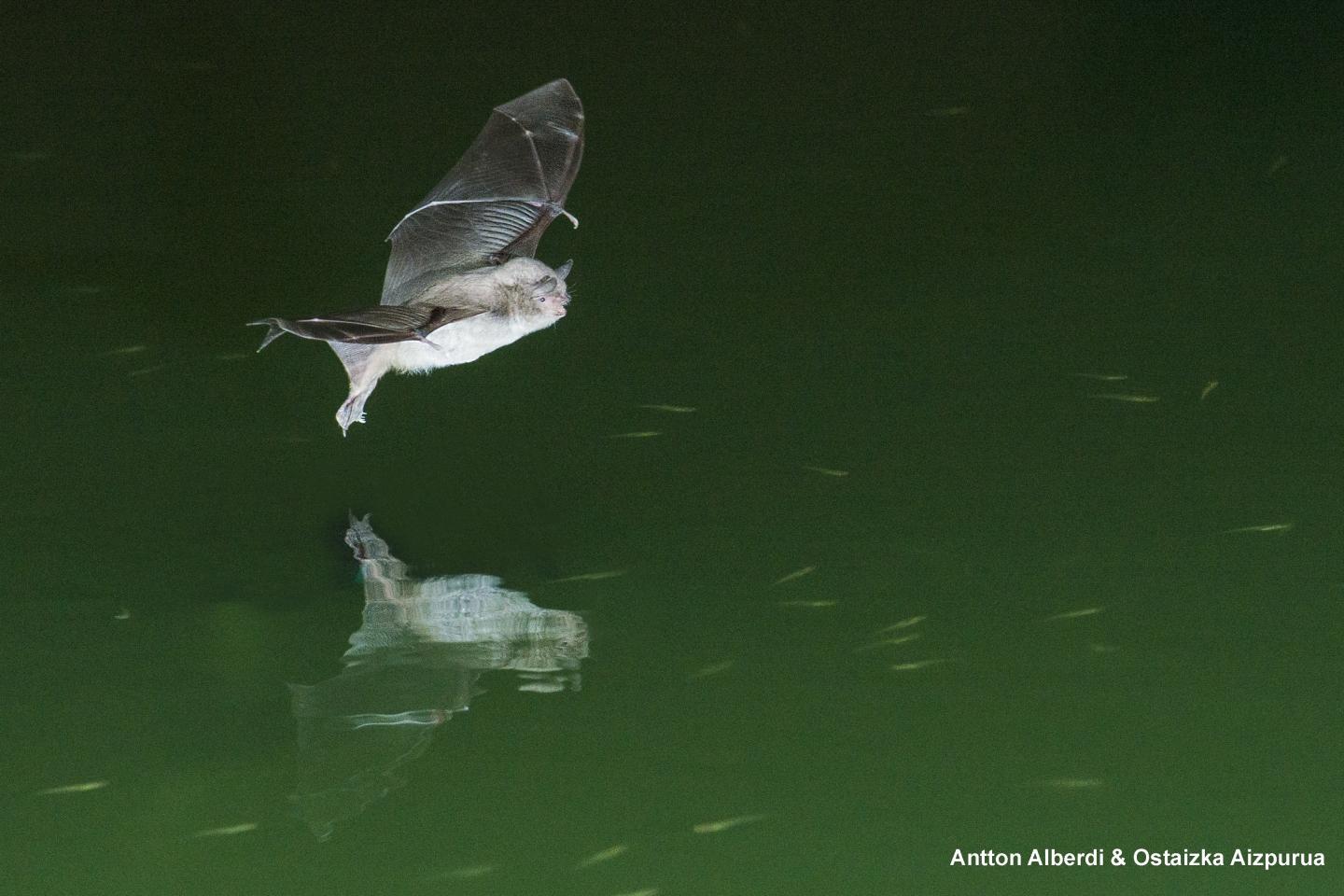 Insectivorous Long-Fingered Bats may also be Capable of Catching Fish, Should the Opportunity Arise