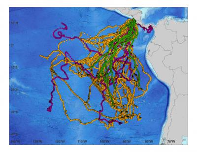 Scientists call for Protected 'Swimways' for the Endangered Leatherback Sea Turtle