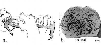 <i>Homo habilius</i> Right-Handedness Evidence