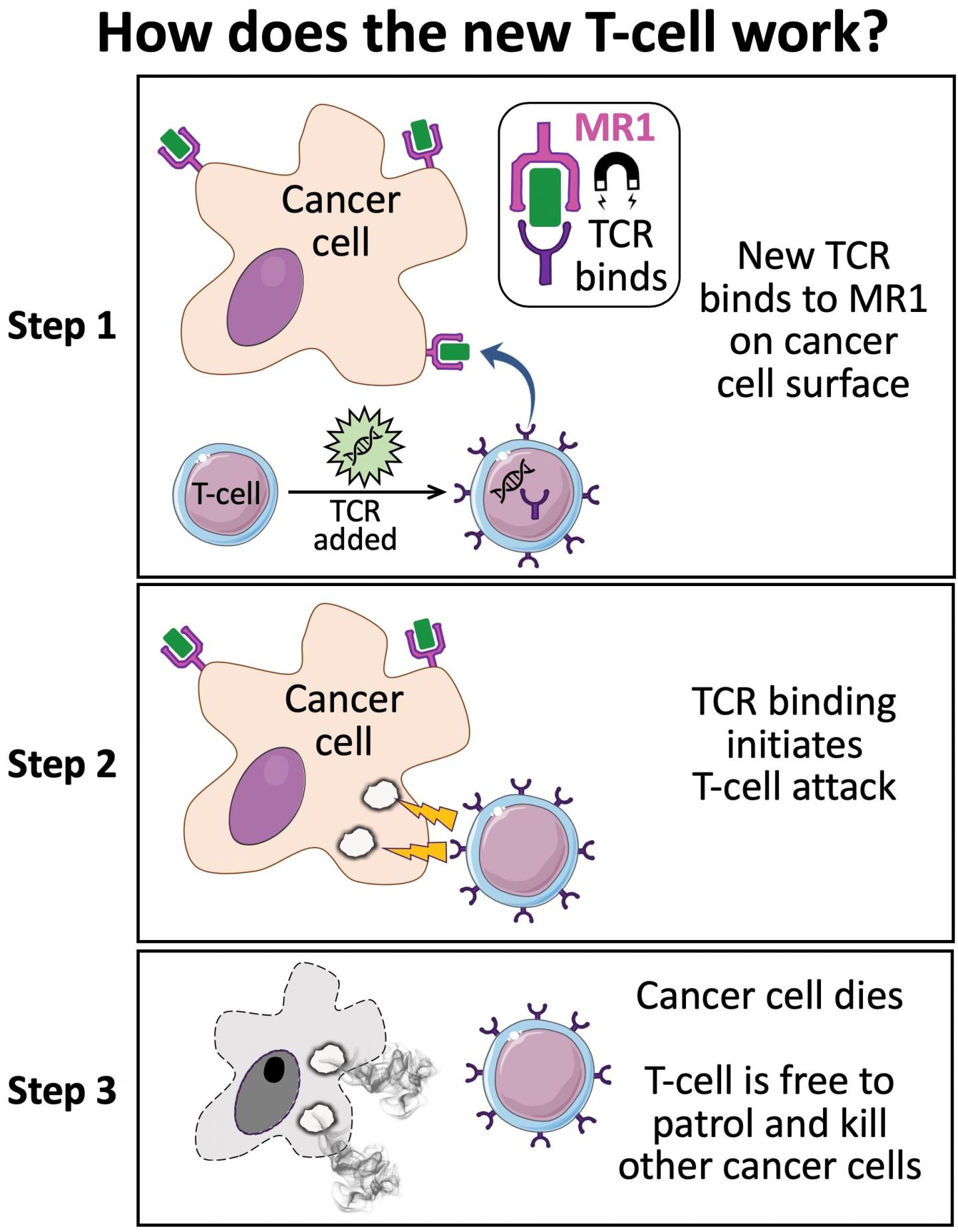 How Does the New T-cell Work?