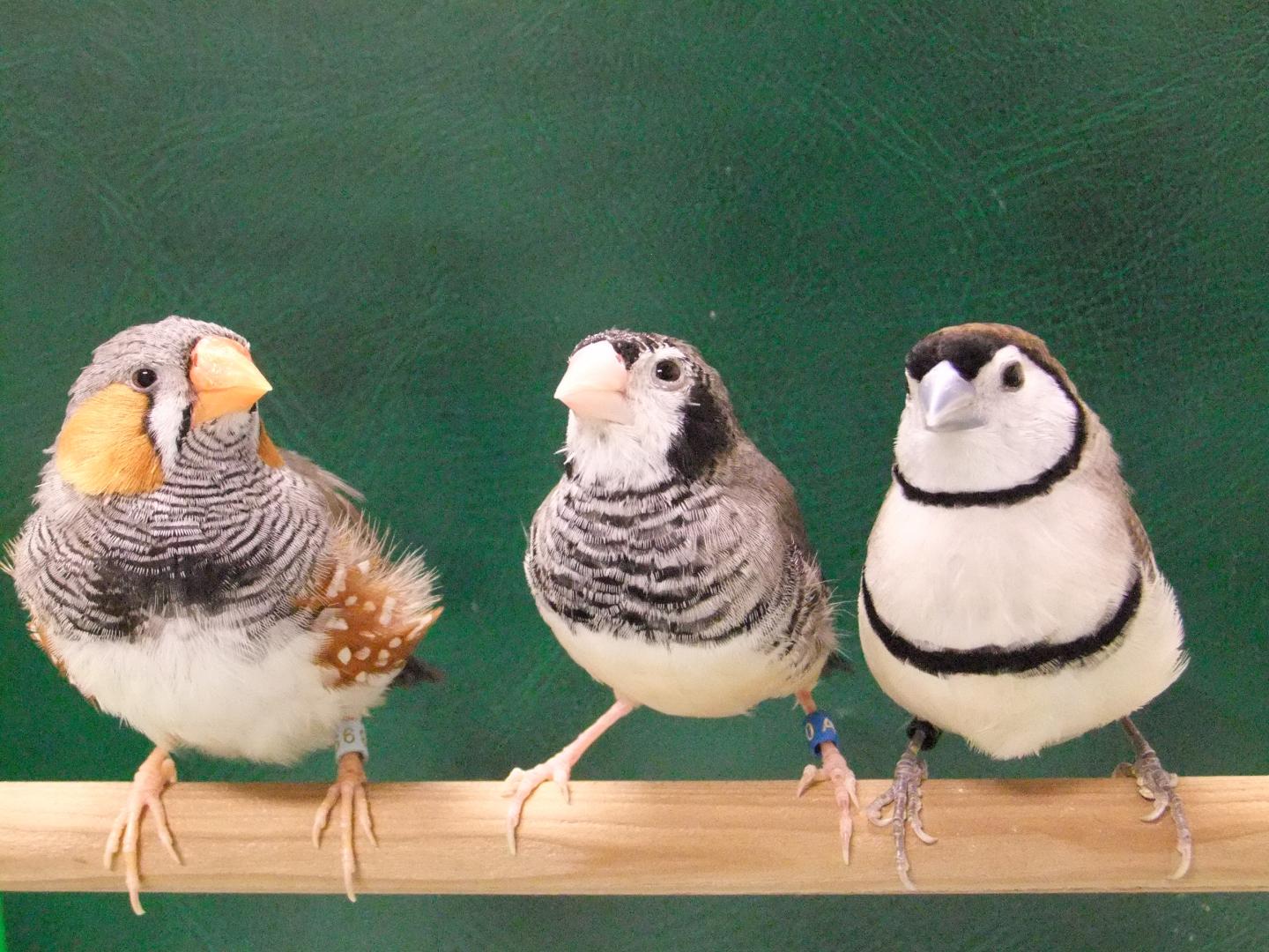 Songbirds Sing Species-Specific Songs