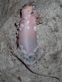 Denuded <i>Geckolepis megalepis</i>