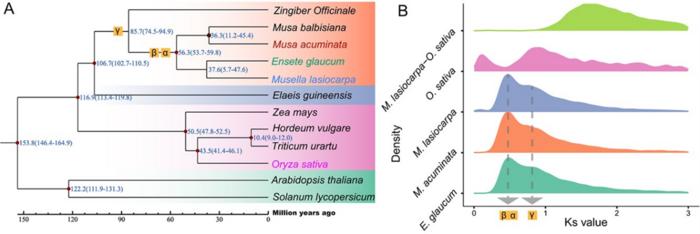 Evolutionary analyses of M. lasiocarpa.