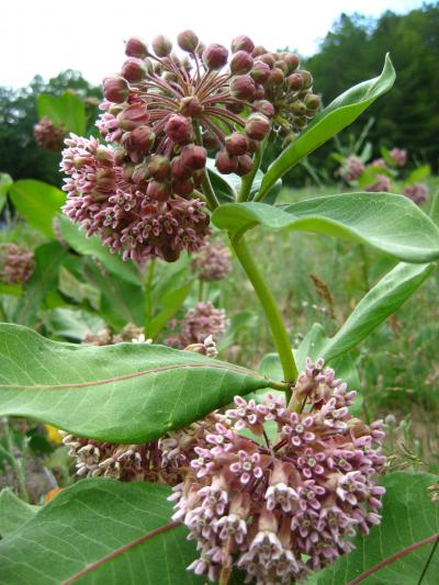 Milkweed