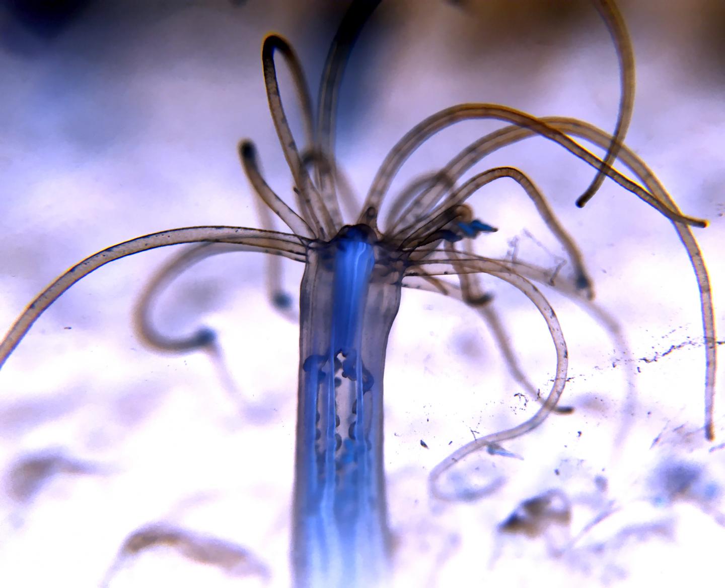 Nematostella Vectensis