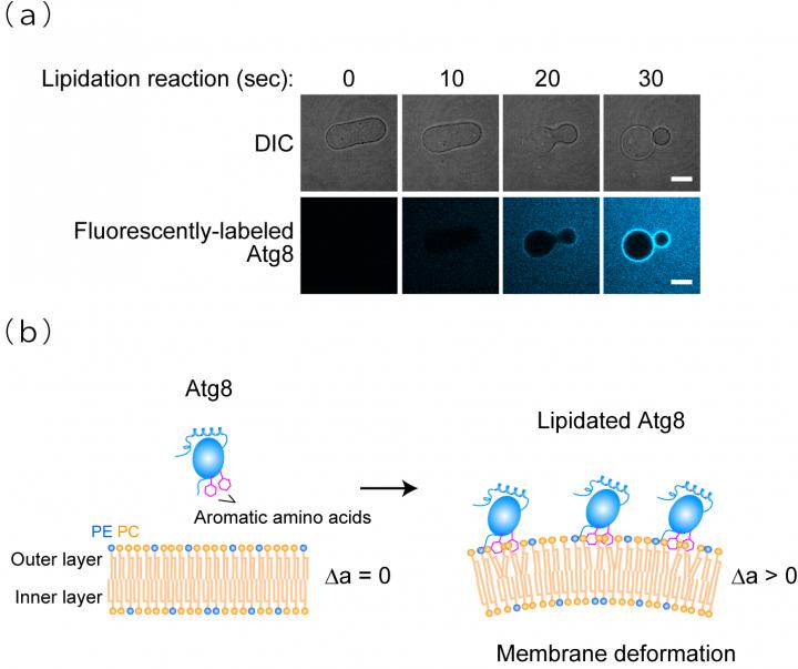 Membrane transforming