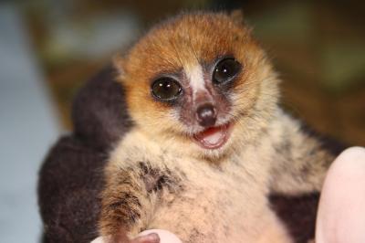 Brown Mouse Lemur 
