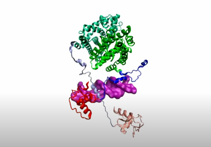 estrogen receptor molecule illustration