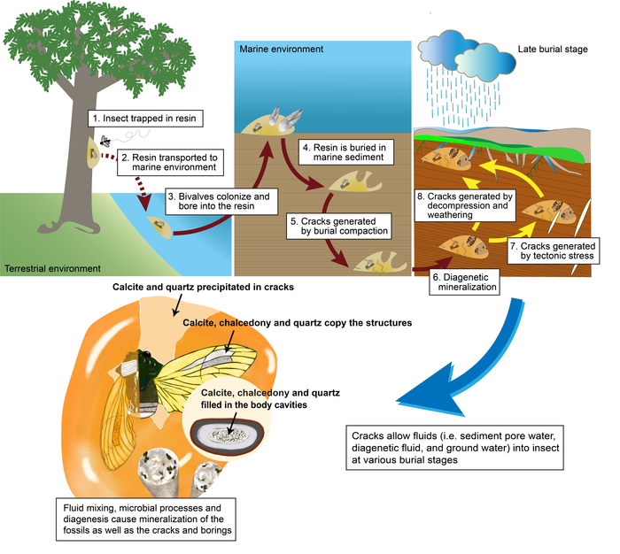 Taphonomic model for mineralized insects in Kachin amber