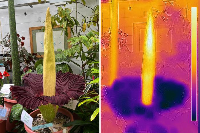 Corpse flower heat map