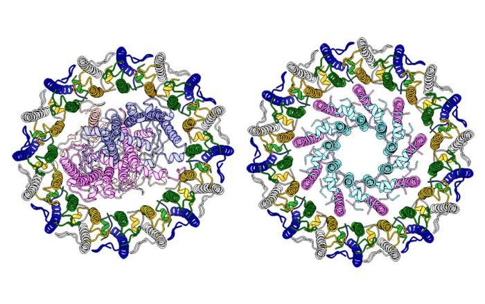 Structure of the Core Light-Harvesting Reaction Center Complex (LH1-RC) and the Light-Harvesting Supercomplex (LH1-LH2) of Hlr. halophila Visualized by Cryo-Electron Microscopy.