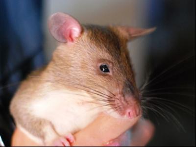 RATS Research May Teach Rodents to Detect Explosives (1 of 2)