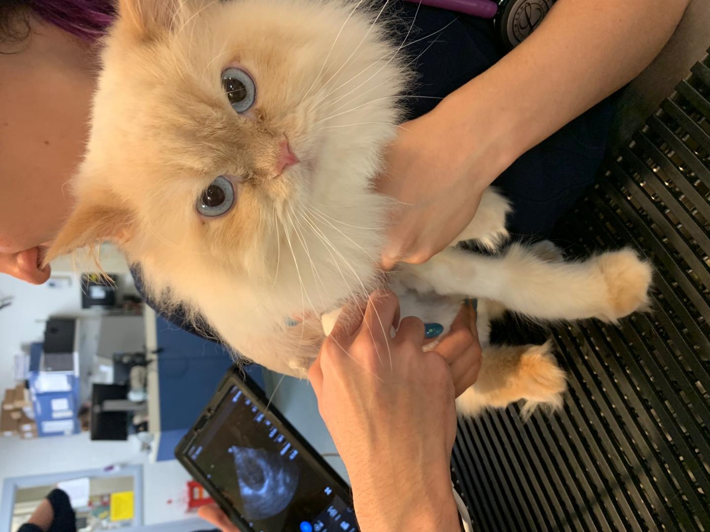 A Cat Is Checked for Heart Disease during a Focused Cardiac Ultrasound Screening