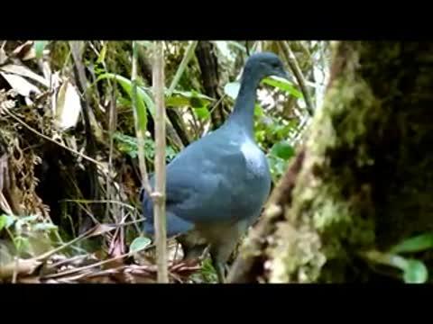 Black Tinamou Footage