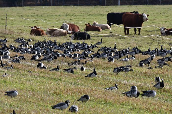 Barnacle geese and cows