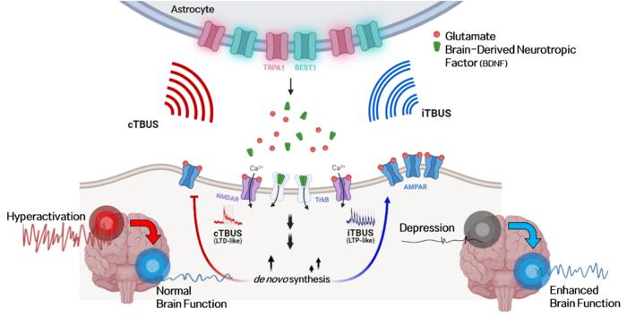 Figure 2. Mechanism of neural regulation induced by ultrasound stimulation