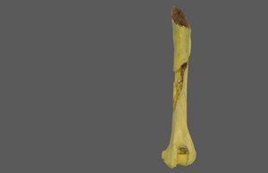 Erralla dog's humerus