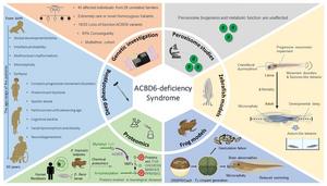 Graphical abstract of the study