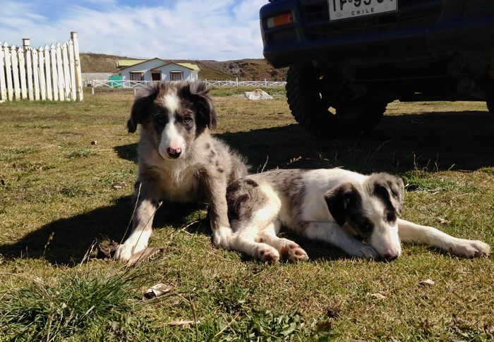 Chilean ranch dogs