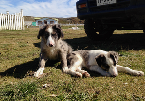 Chilean ranch dogs