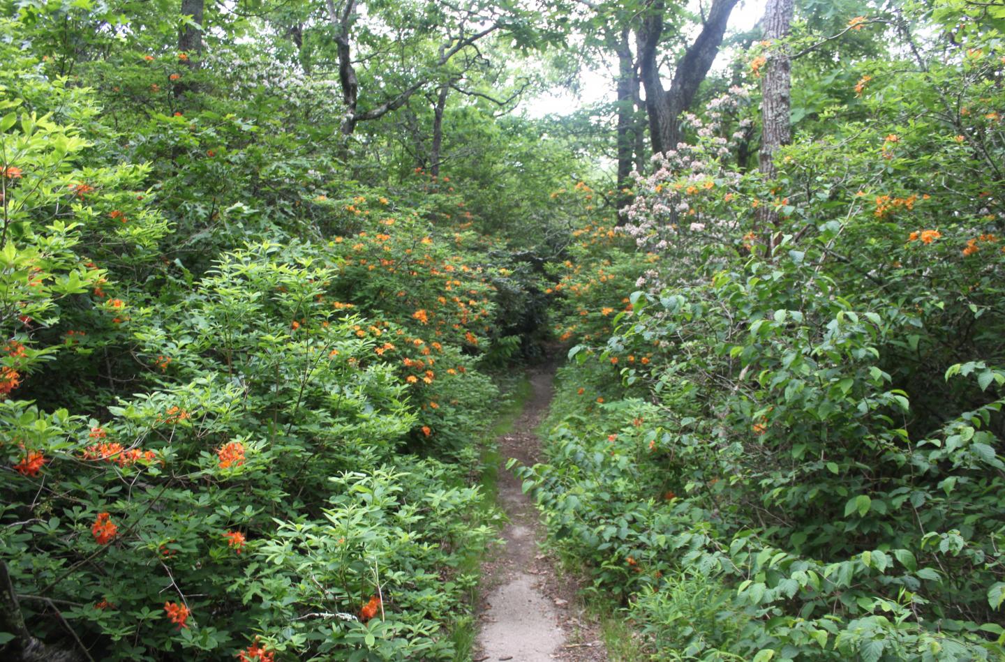 Azaleas and Mountain Laurel in Bloom in the Southern Appalachians