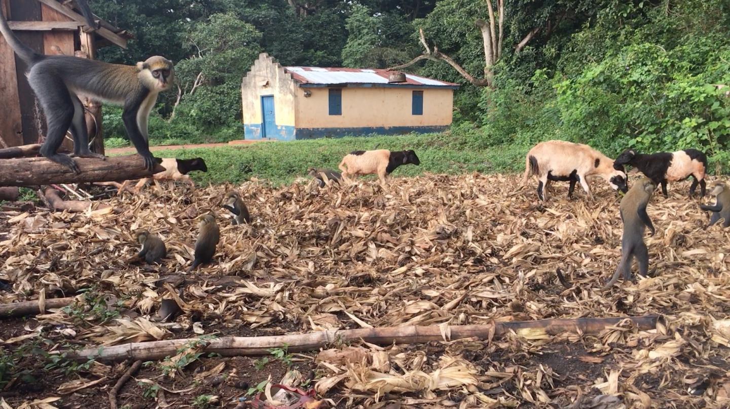 Primates, Livestock, House in Ghana