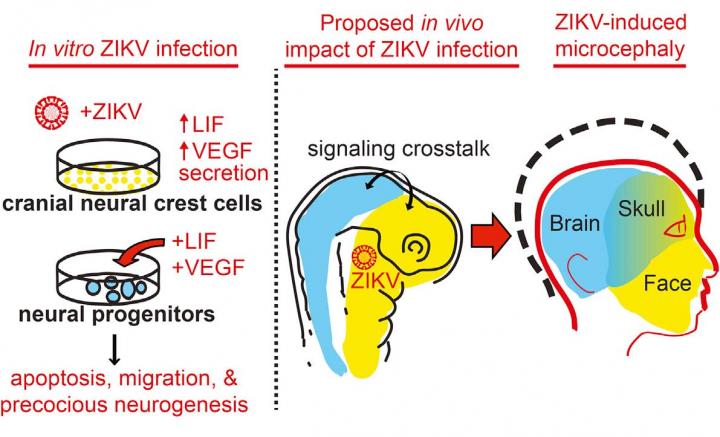 Zika and Cranial Neural Crest Cells