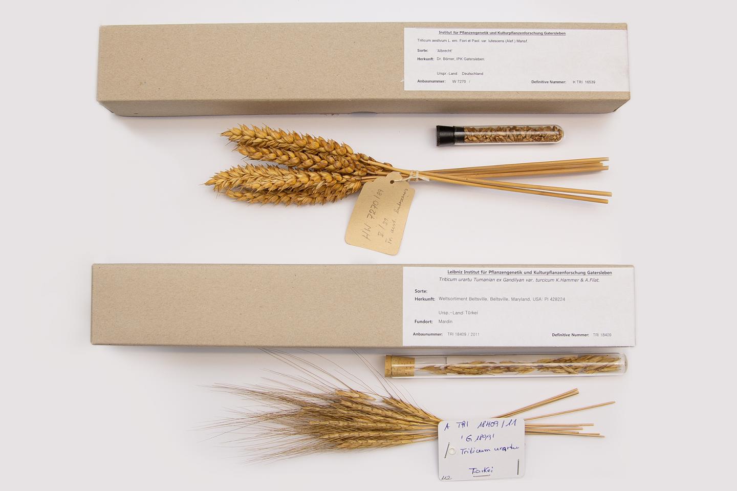 Grains from Weedy and Domesticated Wheat Species