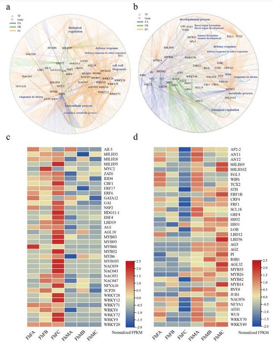 Gene regulatory networks of the different sexes in ficus.