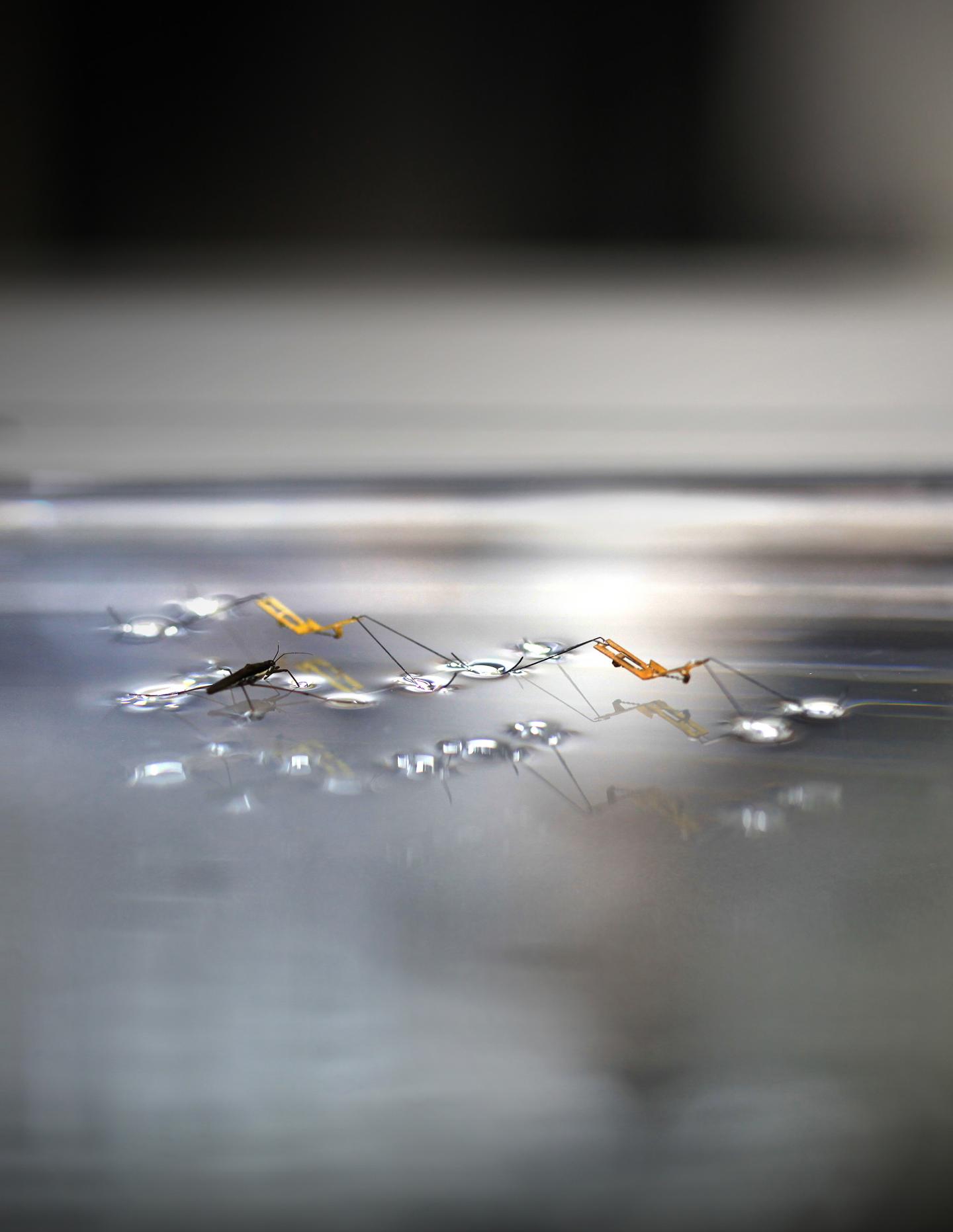 Water Strider with Robotic Insect