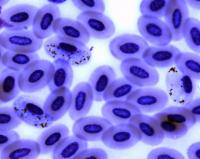 <i>Plasmodium</i> in Bird Blood Cells