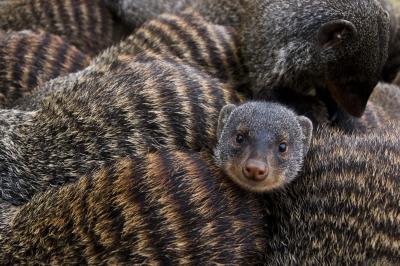 Banded Mongoose Huddle