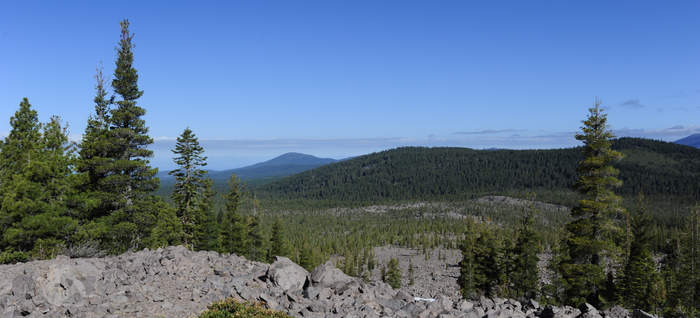 A conifer forest in Northern California.