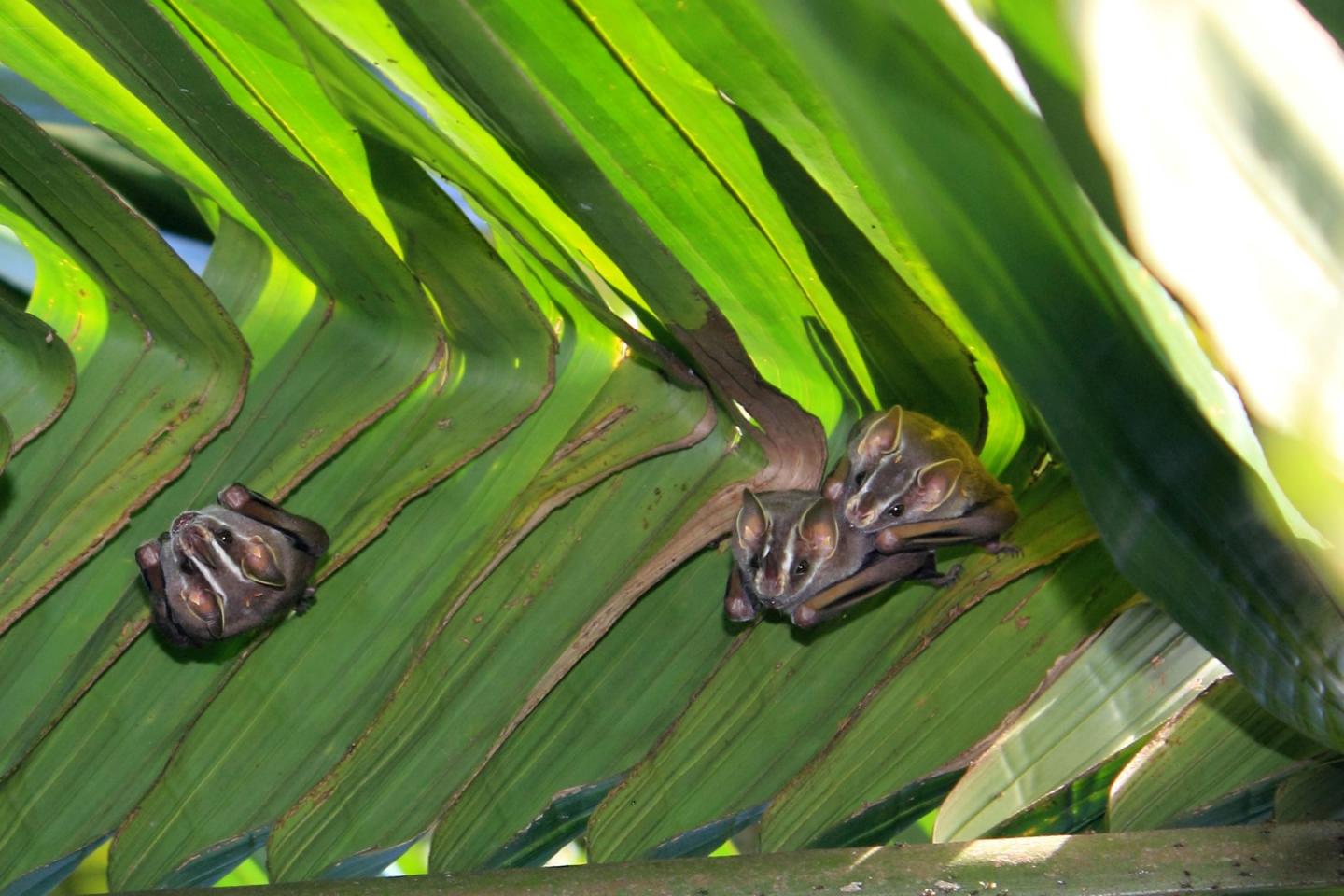 Tent Making Bats Under Leaf