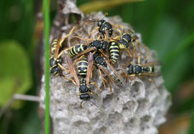 Swiss Paper Wasp