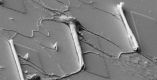 Neuron Growing in Microtube