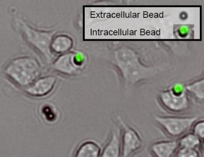 Todd Sulchek's Microbeads