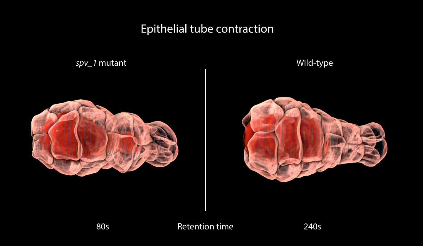 Epithelial Tube Contraction