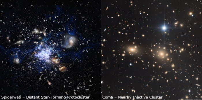 Spiderweb and Coma Protoclusters